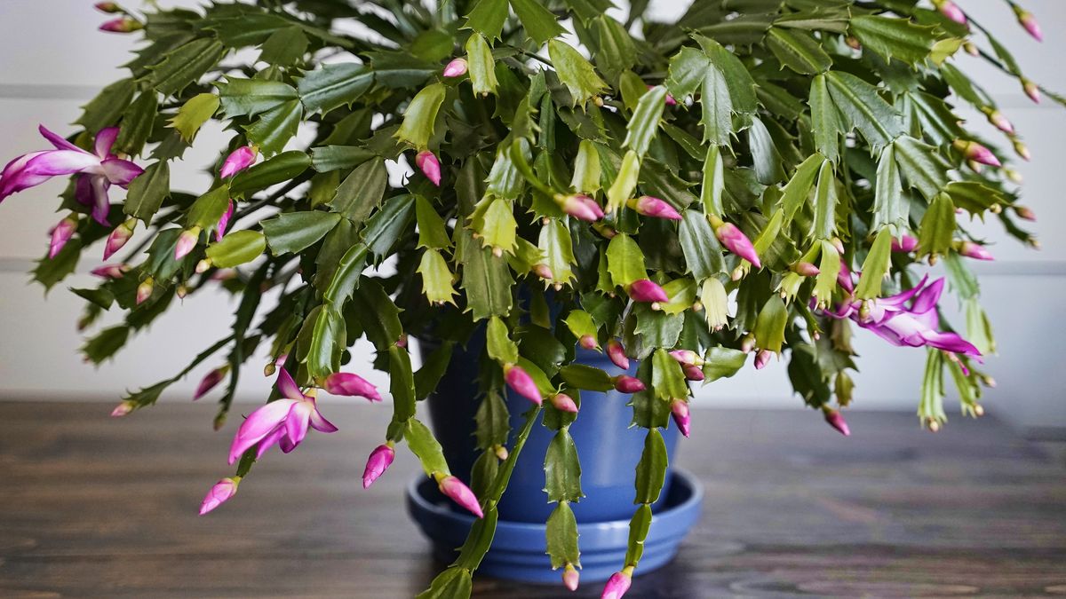 Large blooming Thanksgiving Cactus.
11/11/2019 08:51:44 +0000
Kathy Reasor
thanksgiving cactus, cacti, thanksgiving, flowers, blooming, pink flowers, white flowers, pink and white flowers, planter, natural, botanical, seasonal