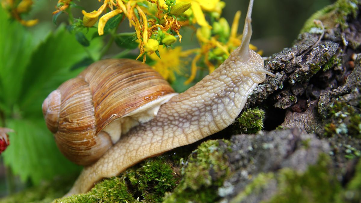 Ślimaki w ogrodzie