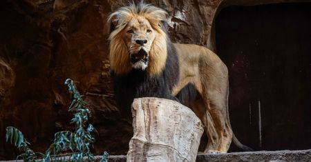 Dramat w Japonii. Pracownik zoo zabity przez lwa