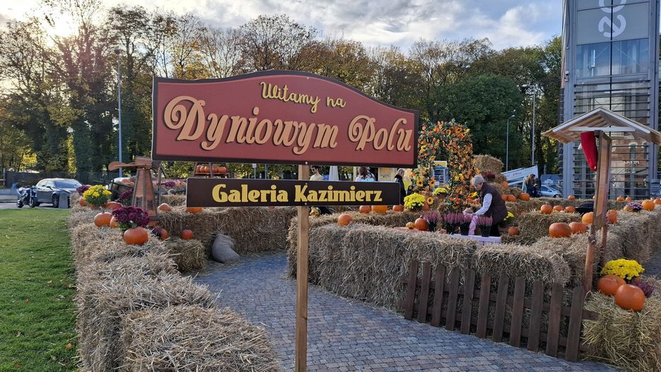 Pole Dyniowe pod Galerią Kazimierz