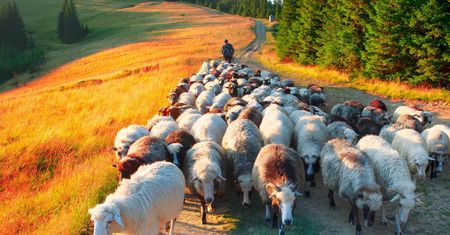 Czas redyków. Wędrówka pasterzy i owiec przez Podhale. Tradycja, która wciąż żyje