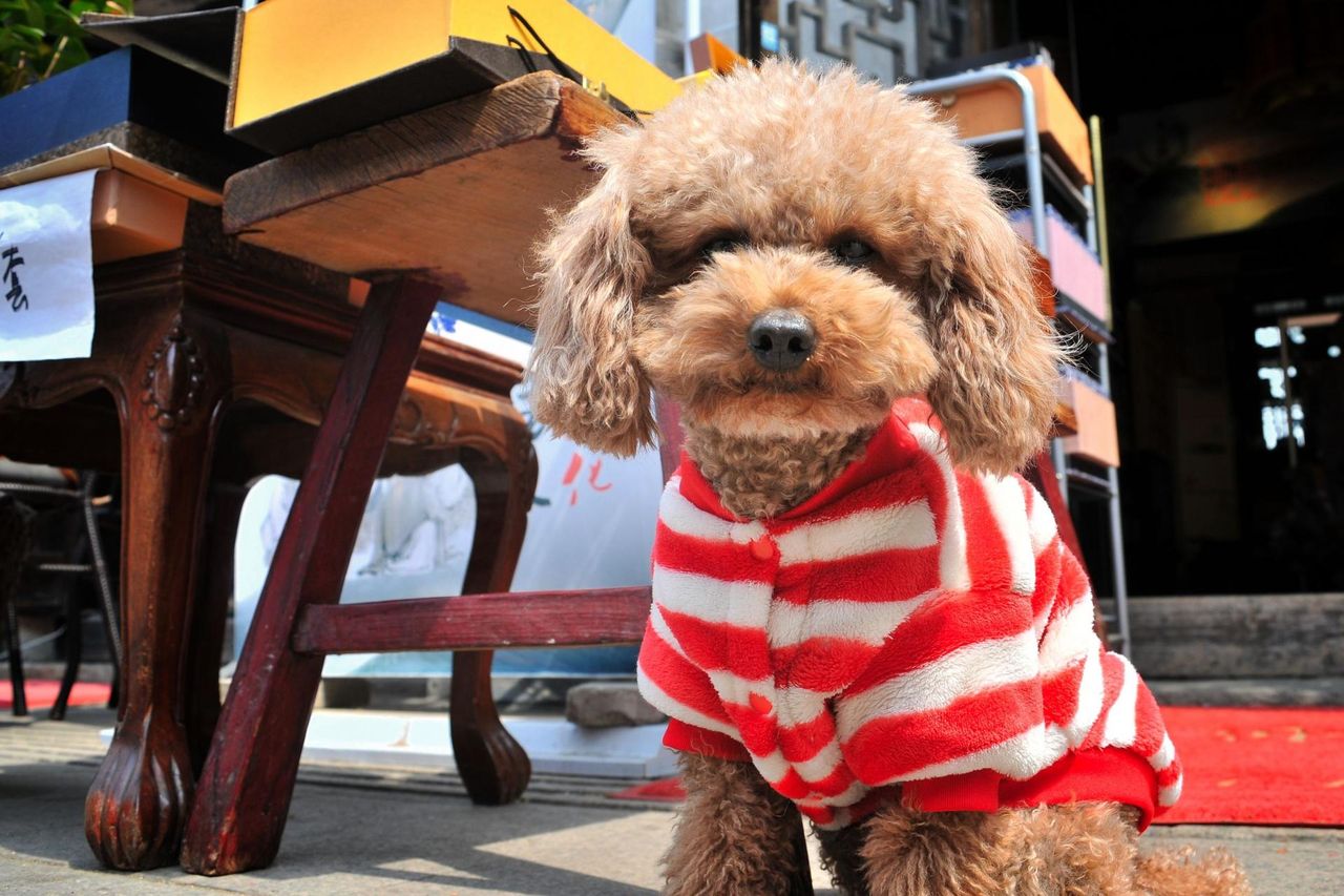 Poznaj zdrowotne korzyści z posiadania psa