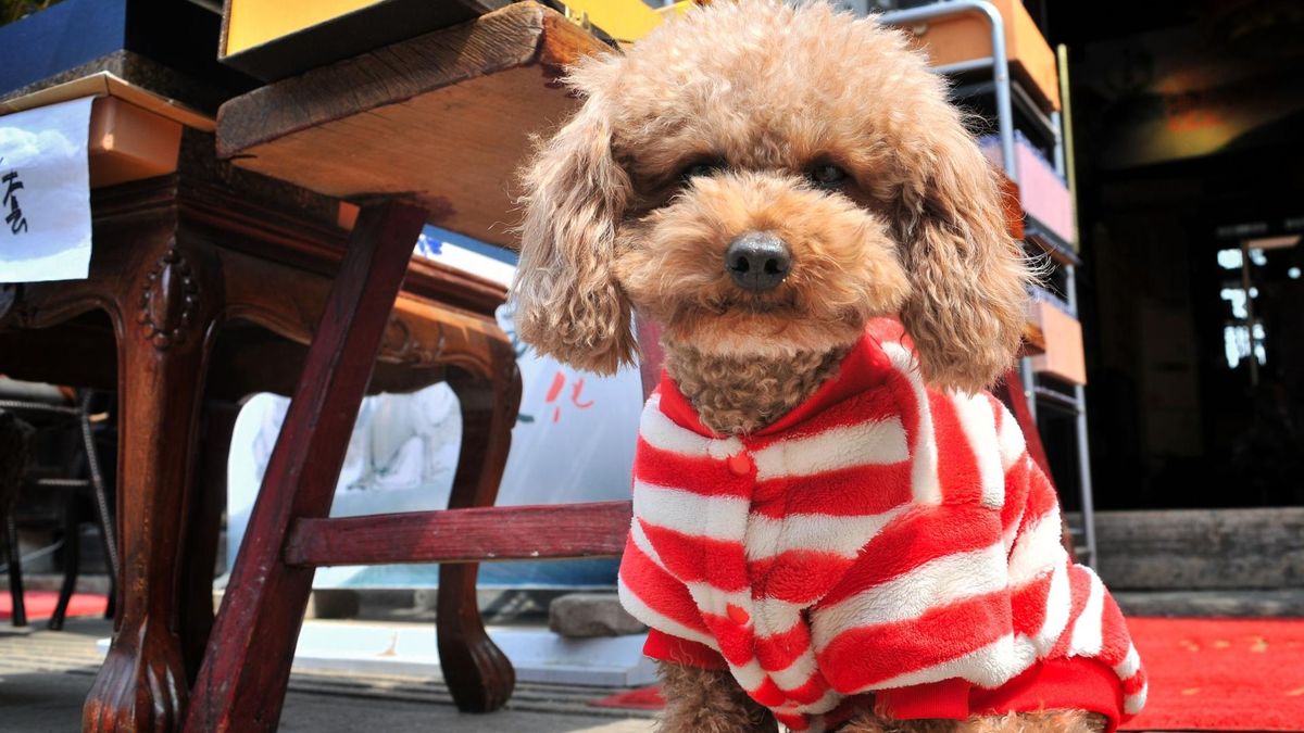 Posiadanie psa w domu jest dobre dla zdrowia