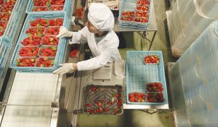 Syndyk wystawił spółkę na sprzedaż. Dwie przetwórnie idą pod młotek