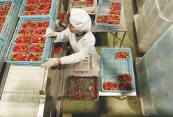 Syndyk wystawił spółkę na sprzedaż. Dwie przetwórnie idą pod młotek