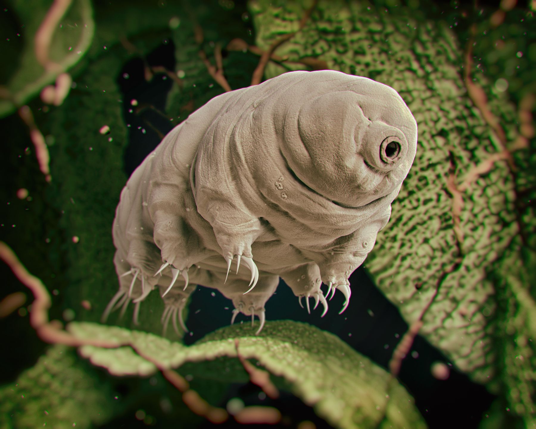 Niesporczaki (Tardigrada)