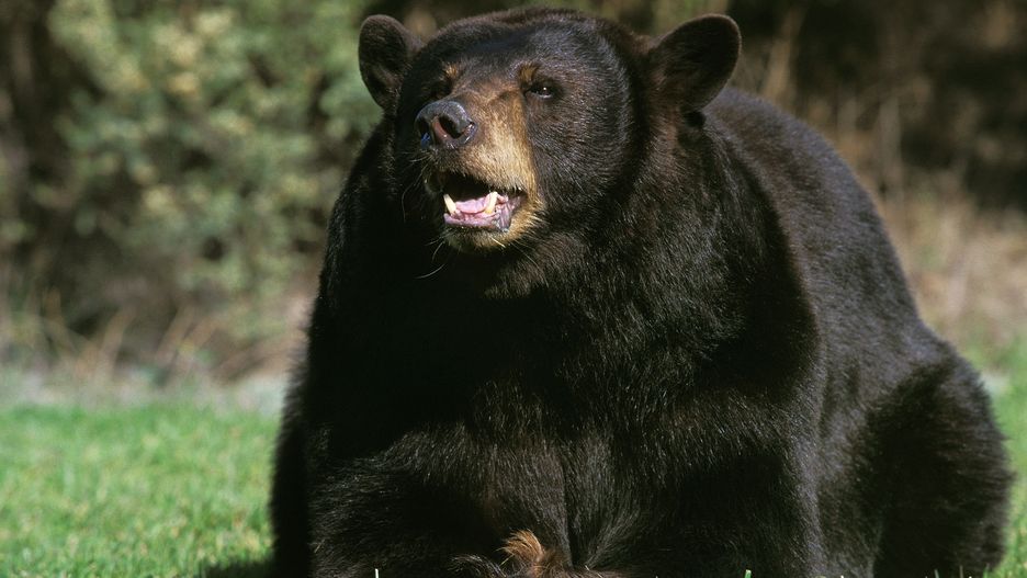Niedźwiedź czarny 