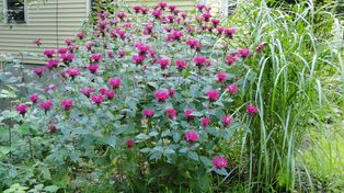 To naturalna tarcza przed kleszczami. Posadź ją w swoim ogrodzie