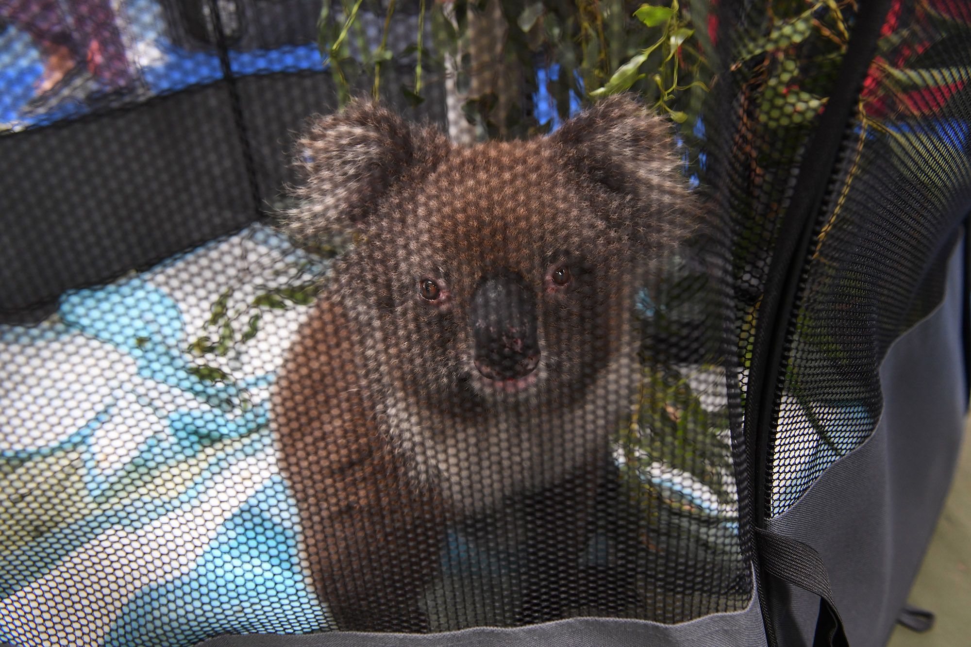 Koale uratowane z pożarów w Australii mają dobrą opiekę 7