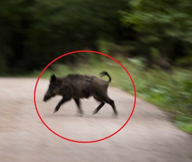 Atak dzika. Pogryzł 77-letniego Niemca