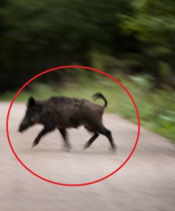 Atak dzika. Pogryzł 77-letniego Niemca