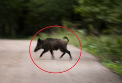 Atak dzika. Pogryzł 77-letniego Niemca