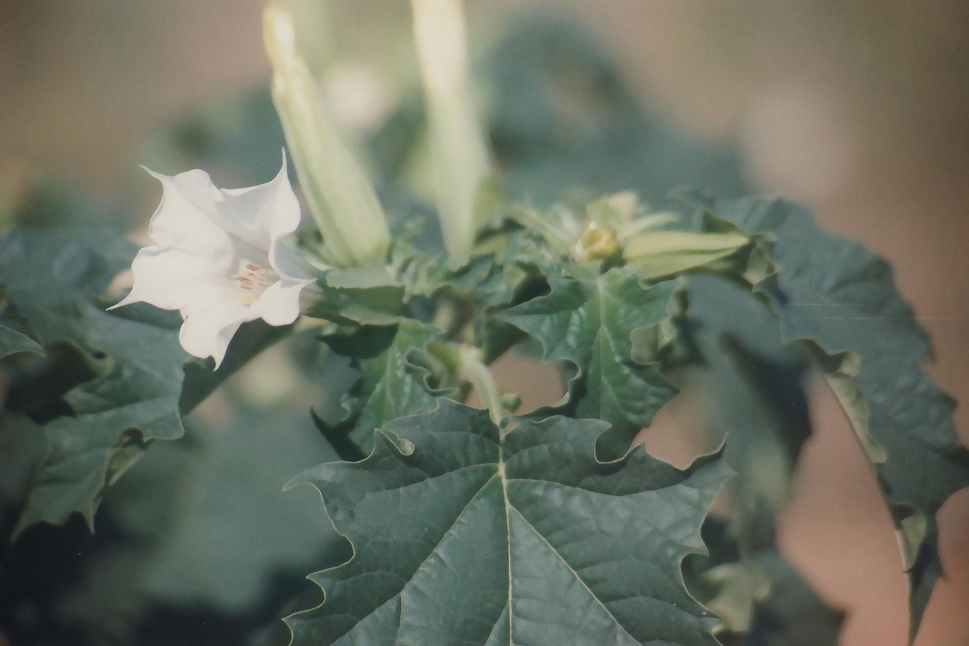 Bieluń dziędzierzawa może wywołać halucynacje i uszkodzić mózg