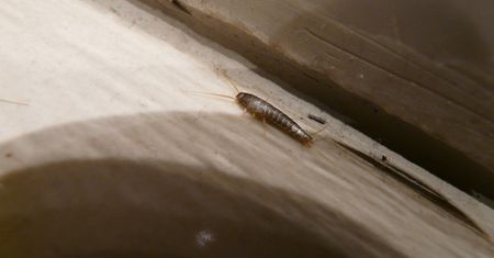Zostaw na noc w łazience. Wyłapie rybiki z całego domu