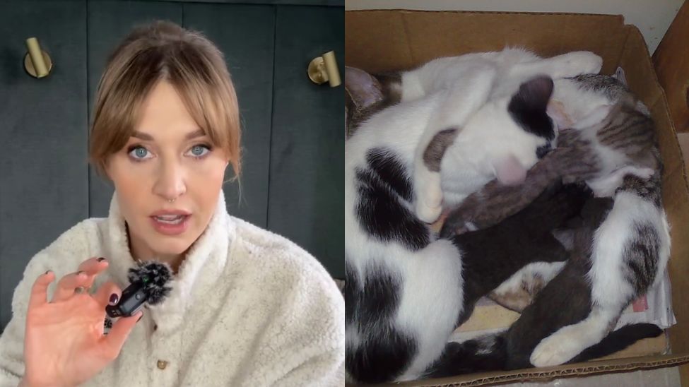 Julia Kamińska mówi  problemie z adopcją małych kotów