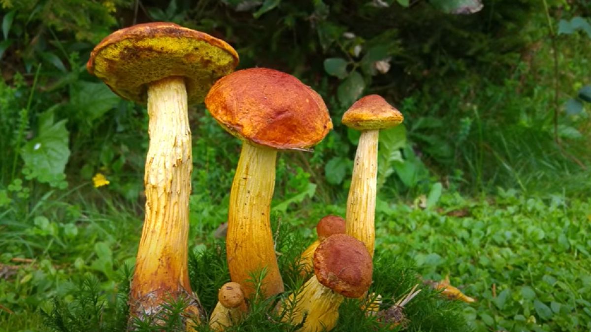 Złotoborowik wysmukły (fot. Youtube - screen z kanału "Paweł i Grzyby")