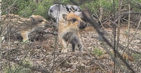 "Coś naprawdę wyjątkowego". Leśnik wypatrzył go wśród zarośli
