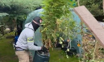 Warszawa: Marihuana na ogródkach działkowych. 52-latek zatrzymany