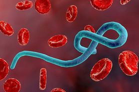 WHO ostrzega przed drugą epidemią. W Afryce odkryto już drugie ognisko wirusa Ebola