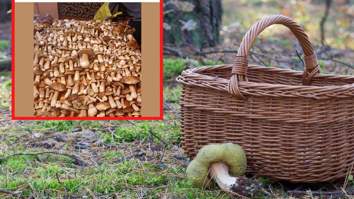 Zebrał aż 430 sztuk za jednym razem. Tylko pozazdrościć!