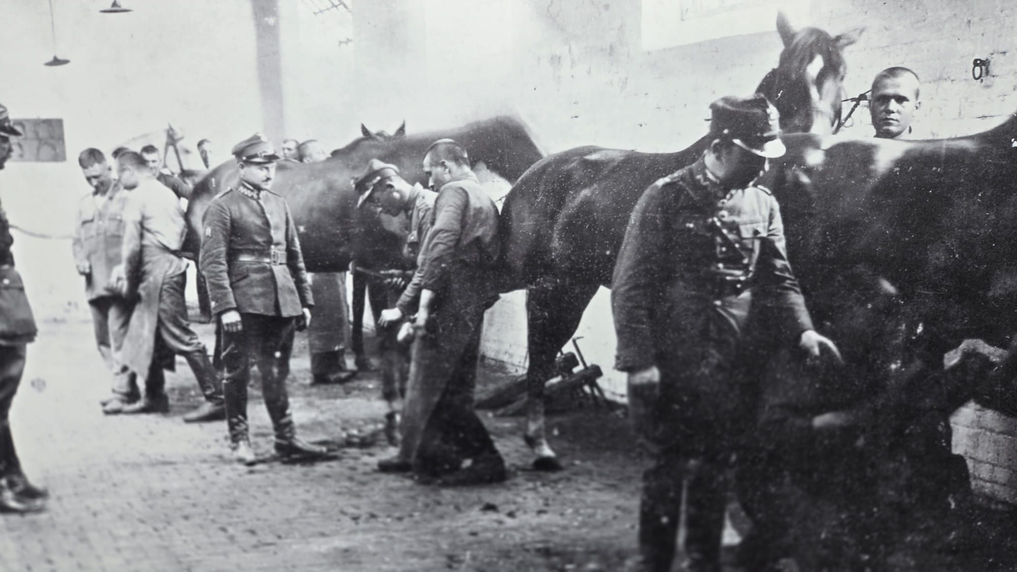 cavallia
