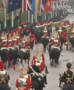 Incydent podczas koronacji Karola III. Koń przebił się przez barykadę