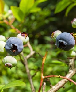 Cieszyli się, że to nie ferma kur. Huk pod Poznaniem jak w Sylwestra