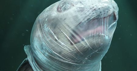 Tortury zwierząt w kampanii przeciw zanieczyszczaniu oceanów