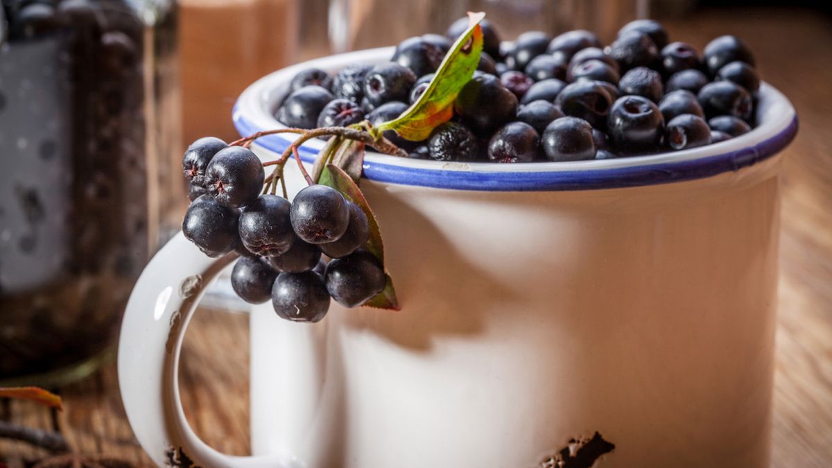 Aronia obniża poziom cholesterolu we krwi