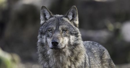 Martwy wilk w parku narodowym. Winni kłusownicy?