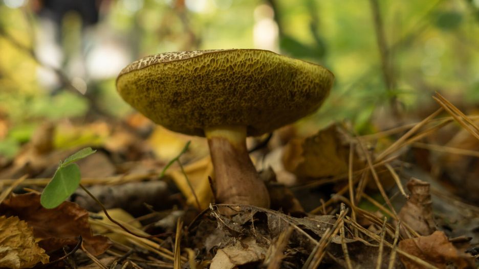 To tu znajdziecie ostatnie okazy. Wrócicie z koszykami pełnymi grzybów