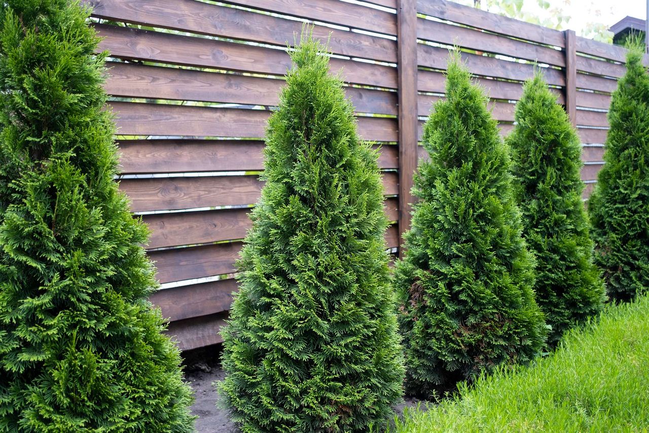 Zrób to w listopadzie, a twoje tuje przetrwają zimę bez szwanku