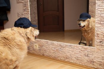 Czy pies widzi swoje odbicie w lustrze?