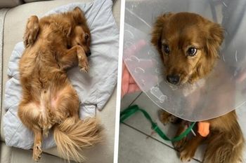 Rzucił się na niego amstaff. Fibo walczył o życie. Przekazali nowe wieści