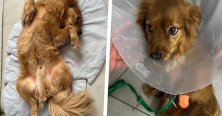 Rzucił się na niego amstaff. Fibo walczył o życie. Przekazali nowe wieści