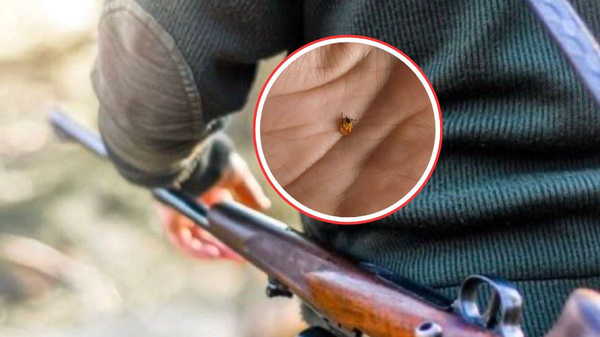 PZŁ ostrzega przed kleszczami