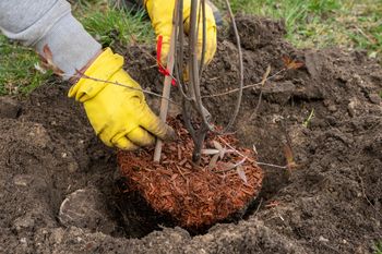 Te rośliny sadź tylko do połowy kwietnia. Potem będzie za późno