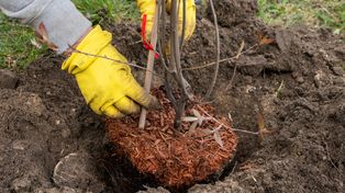 Te rośliny sadź tylko do połowy kwietnia. Potem będzie za późno