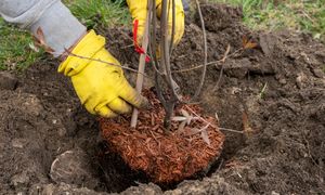 Te rośliny sadź tylko do połowy kwietnia. Potem będzie za późno