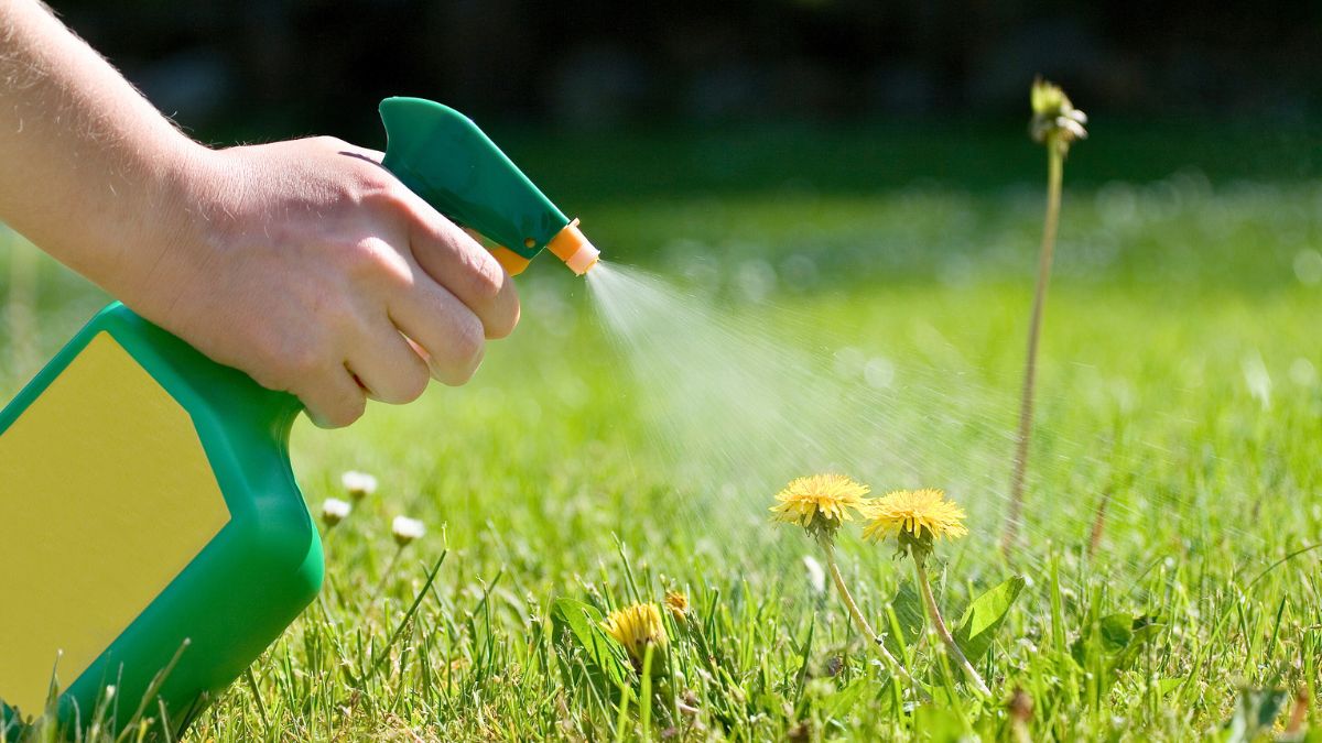 Który domowy sposób na chwasty jest najlepszy? 