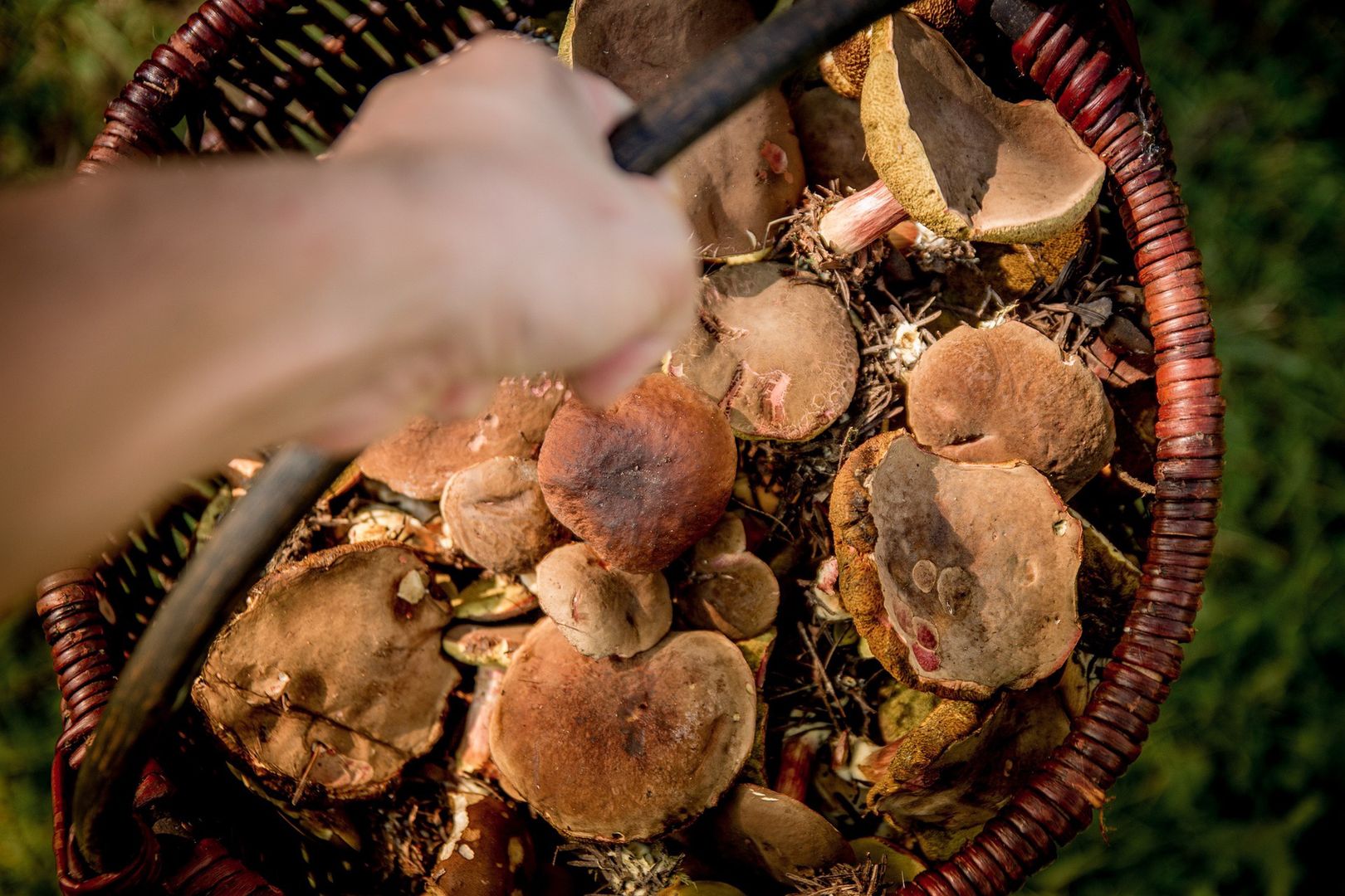 Kiedy szukać grzybów? Trik doświadczonych grzybiarzy