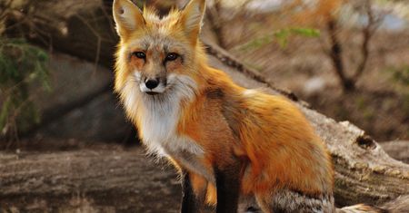 Firefox 66 już jest, wycisza dźwięk w automatycznie odtwarzanych filmach