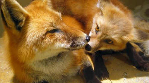 Najlepsze programy do synchronizacji zakładek między przeglądarkami 1