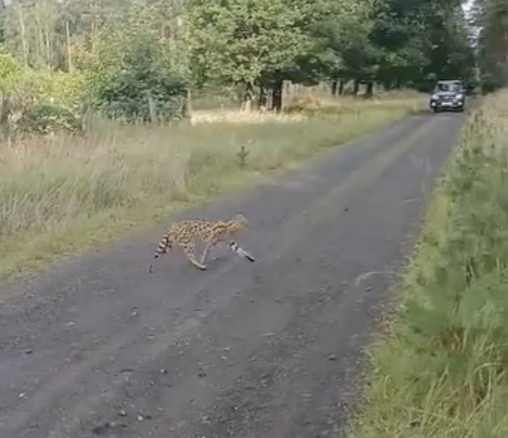 Afrykański drapieżnik w dolnośląskim lesie. Leśnicy ostrzegają przed serwalem