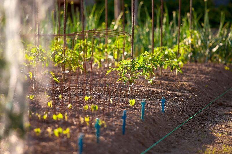 Co to jest Food Forest? Jak zrobić las żywności?
