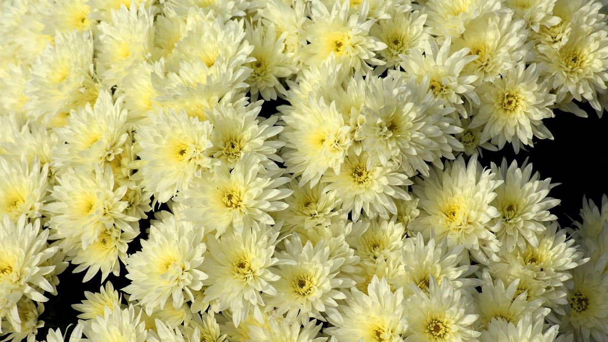 Chryzantemy