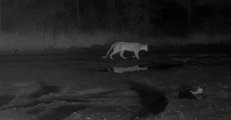 Puma w Polsce? Nadleśnictwo sprawdzi teren dronami