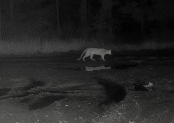 Puma w Polsce? Nadleśnictwo sprawdzi teren dronami