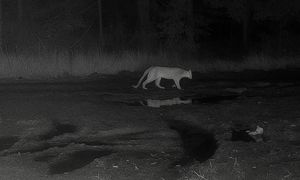 Puma w Polsce? Nadleśnictwo sprawdzi teren dronami