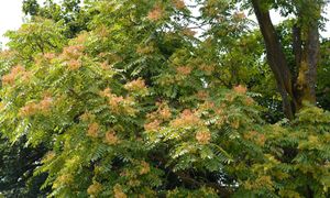 Zakazany gatunek w Polsce. Za jego uprawę grożą ogromne kary